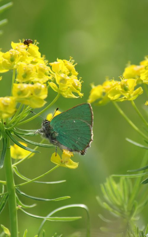 Emerald butterfly by Sonja  Čvorović