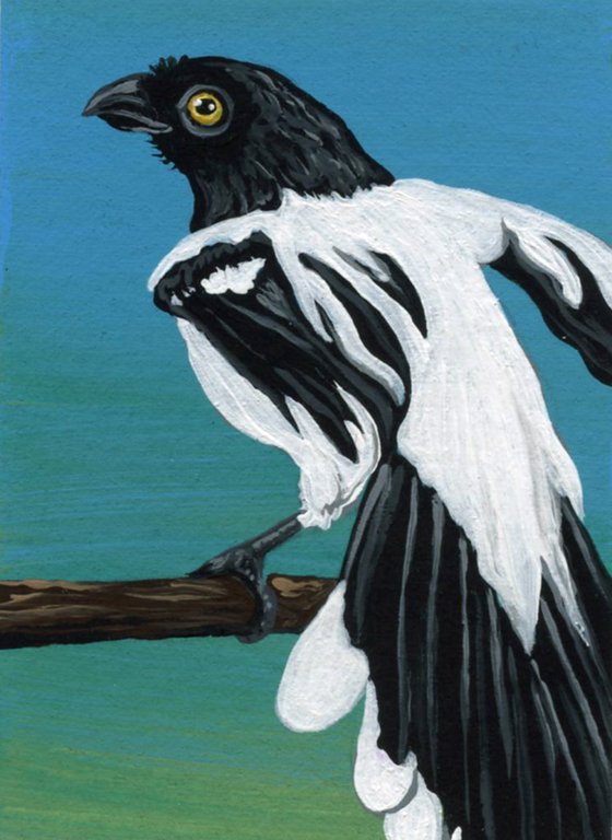 ACEO ATC Original Miniature Painting Magpie Bird Wildlife Art-Carla Smale