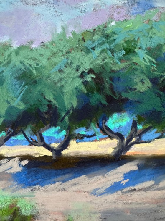 Olive trees