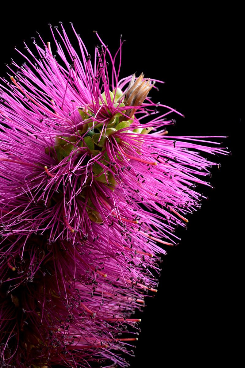 Photorealistic Photograph , Callistemon Purple Cloud Bottlebrush By Nadia Culph, 24 X 35, Artwork For Sale On Artfinder