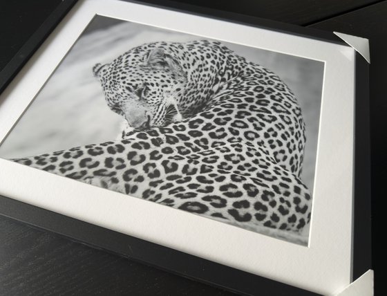 THE BIG LEOPARD