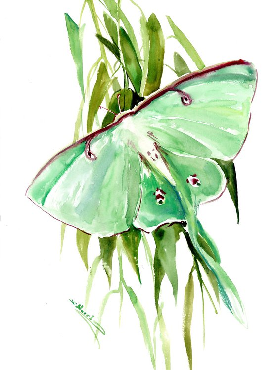 Luna Moth