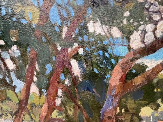 Pines on the island