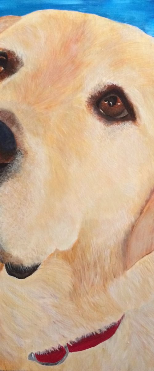 TOBY - LABRADOR (Commissioned Pet Portrait) by ELAINE ASKEW