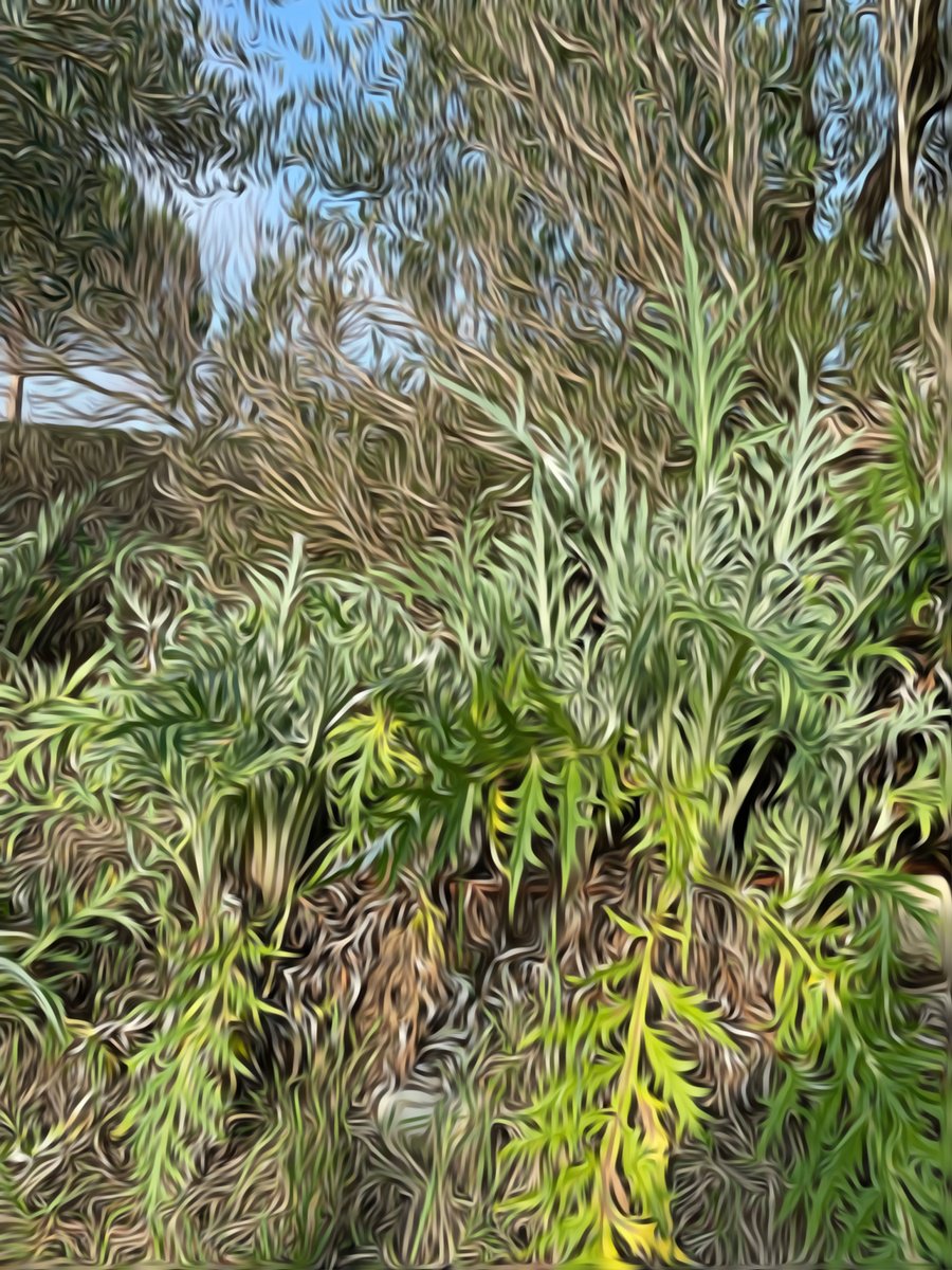 Abstract Print By Mattia Paoli, 39 X 59", Ga#266 Nature 9 - Carciofi, Original Artwork