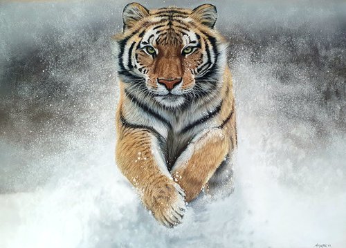 'Fire & Ice' Siberian Tiger Portrait by Silvia Frei