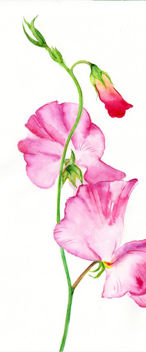 Color of sweet peas by Veselina Marinova