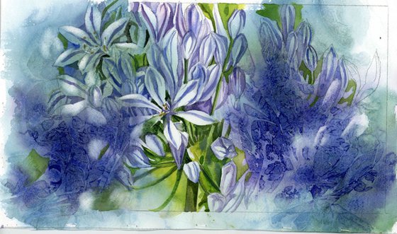 Agapanthus with blues