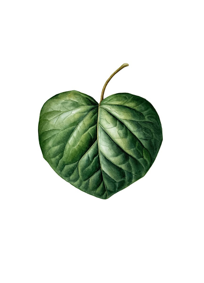 Photorealistic Botanical Watercolour By Yuliia Prokopchuk, 10 X 14", Leaf Ipomea Painting, Original Artwork