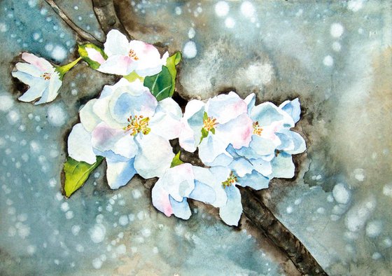Apple Blossoms 1