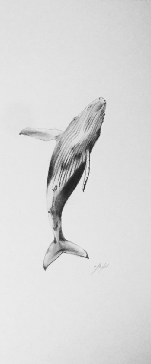 Whale by Amelia Taylor