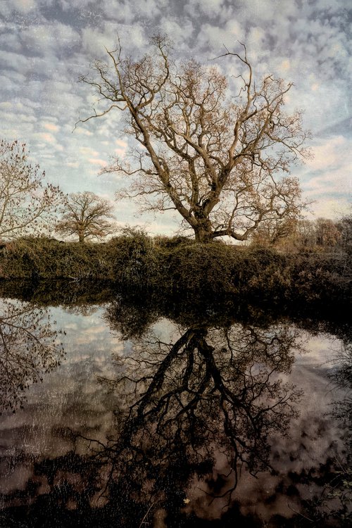 Reflected Tree by Martin  Fry