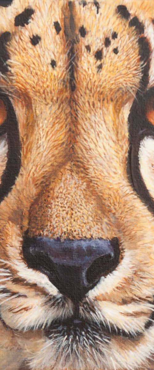 Cheetah portrait by Norma Beatriz Zaro