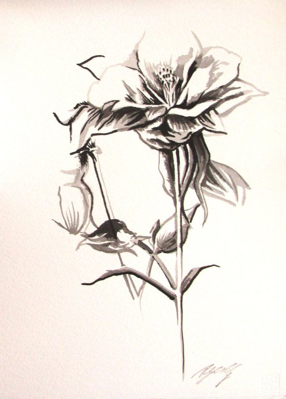 Columbine Chinese ink drawing