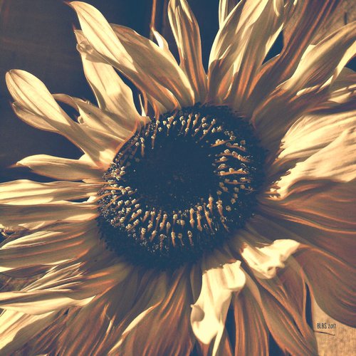 Boho Sunflower by Barbara Storey