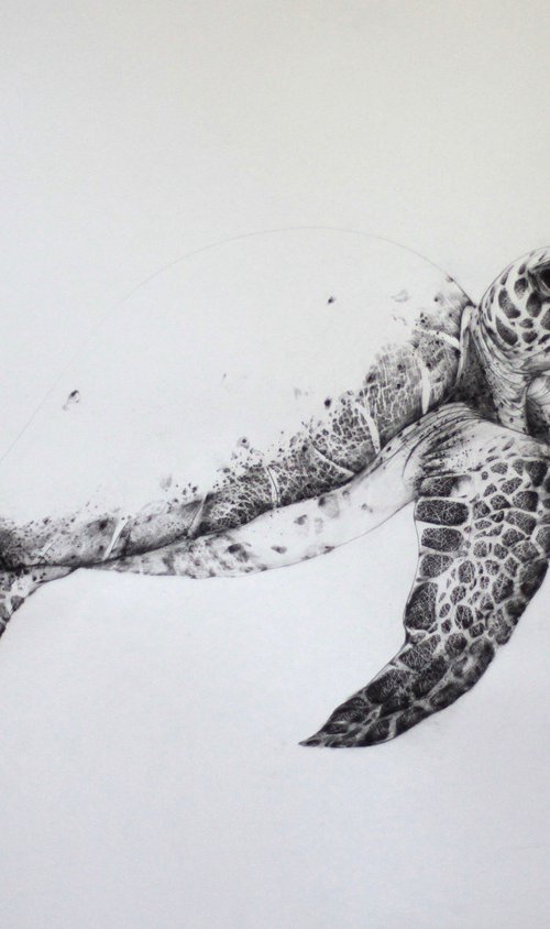 Turtle by Valerija Popova