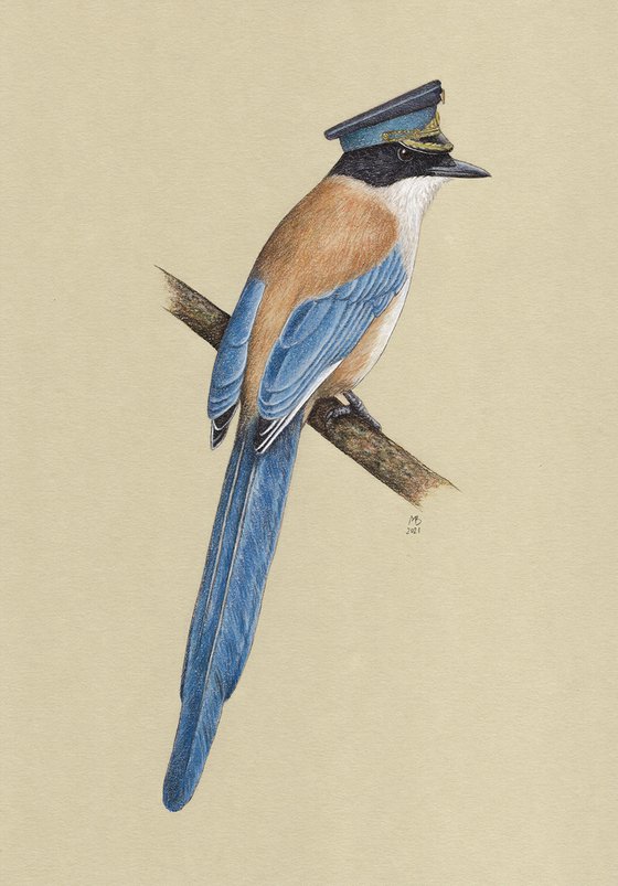 Original pastel drawing bird "Azure-winged magpie"