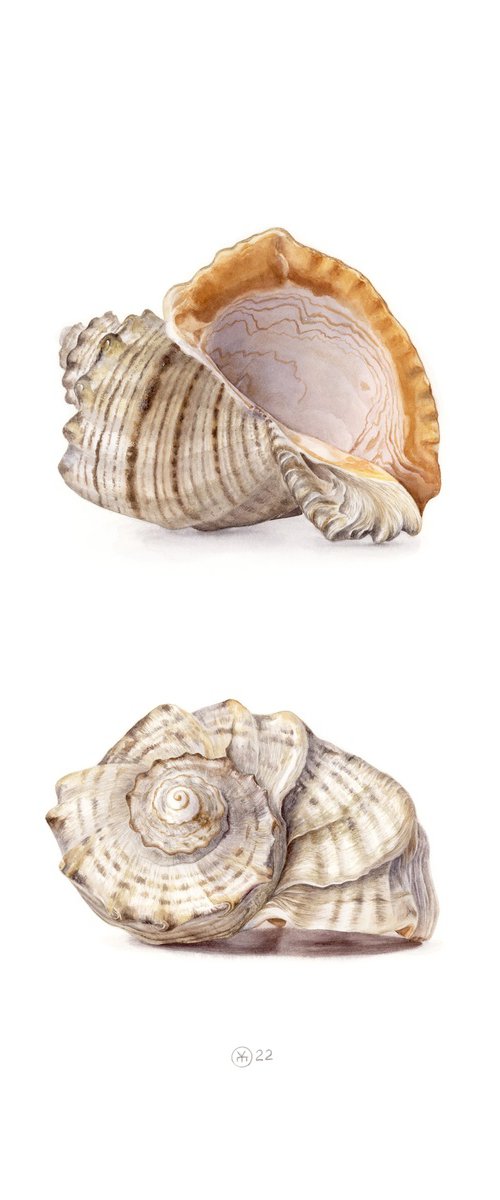 Views of Shell by Yuliia Moiseieva