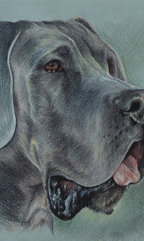 Patel portrait of Great Dane. by Olga Tsvetkova