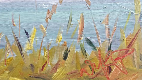Sunny morning delights on the cliffs - wild grasses and blue seas
