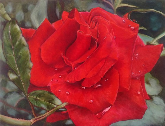 Scarlet rose close up