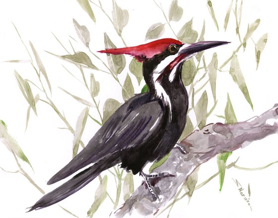 Pileated Woodpecker