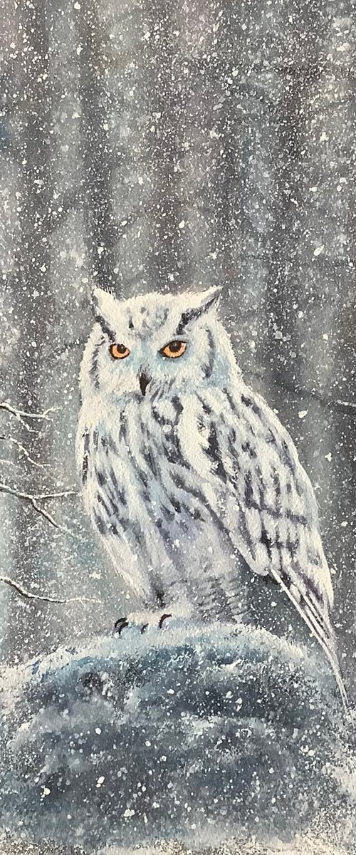Siberian white owl by Darren Carey