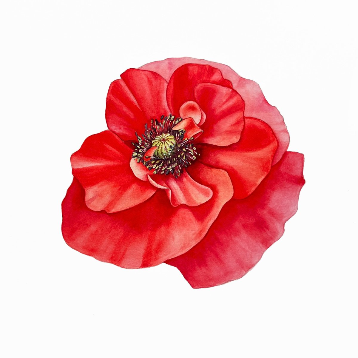 Photorealistic Watercolour , Red Poppy. By Nataliia Kupchyk, 13 X 13, Artwork For Sale On Artfinder