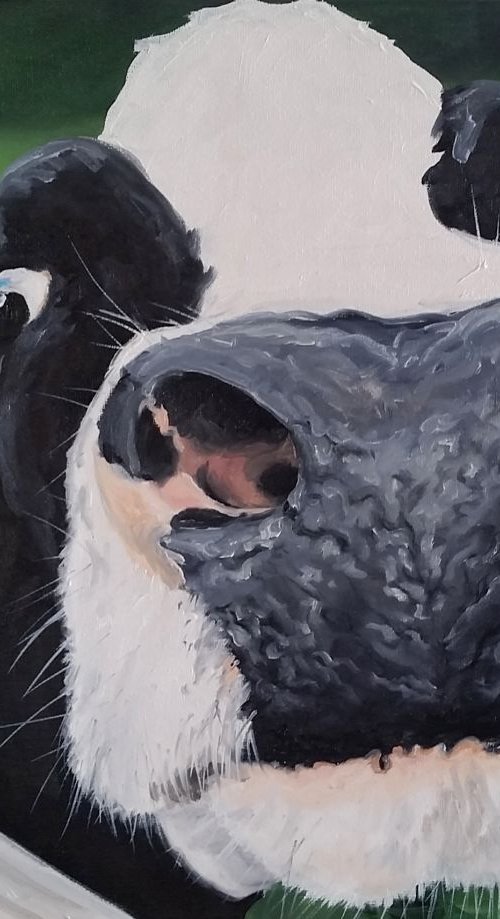 Cow Interrupted by Katrina Case