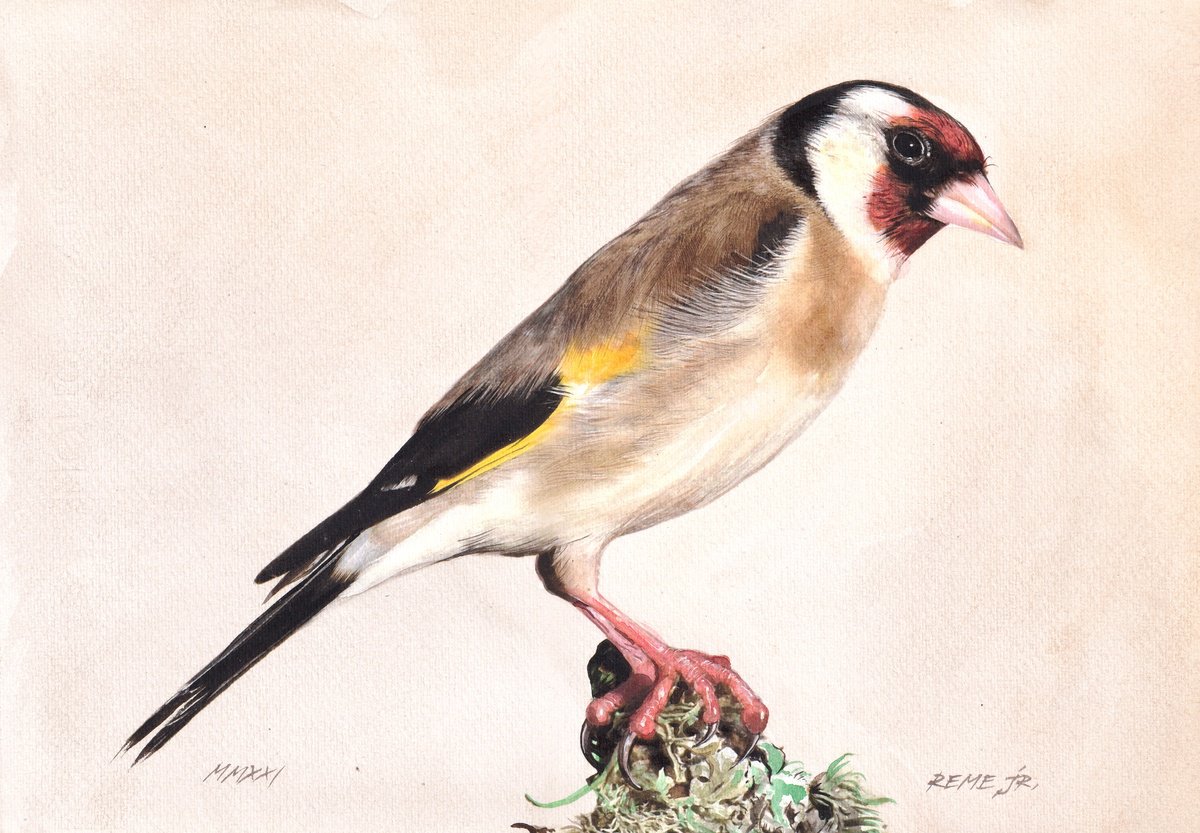 Photorealistic Animal Watercolour By Reme Jr., 14 X 10", Bird Cxxvi, Original Artwork