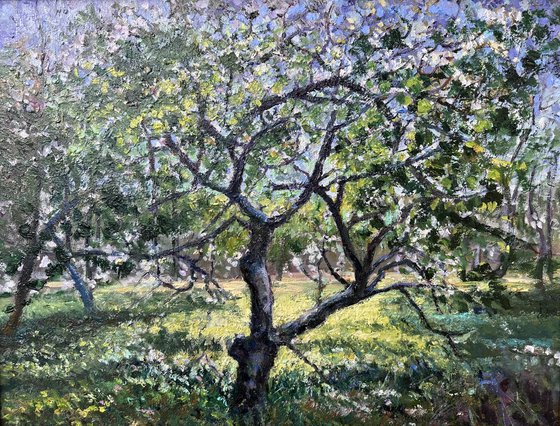 Apple Trees in Tetritskaro