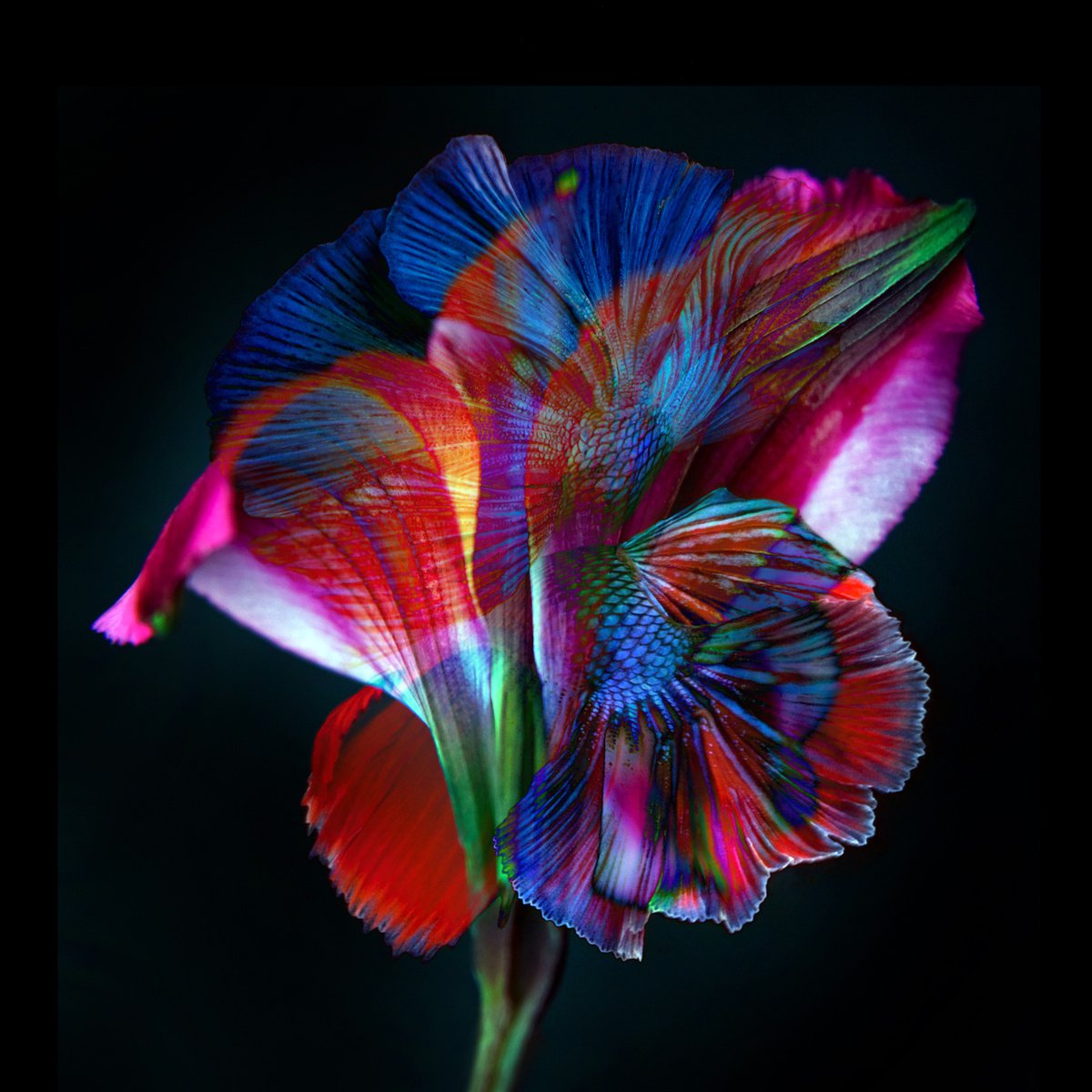 Surrealistic Photograph , Kaleidoscope 1 By Michael Filonow, 32 X 32, Artwork For Sale On Artfinder
