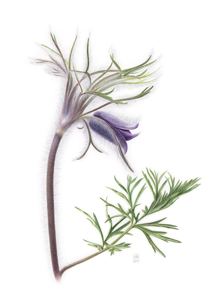 Photorealistic Botanical Watercolour By Yuliia Moiseieva, 11 X 15", Shiny Pulsatilla Pratensis, Original Artwork