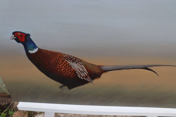 Pheasant in the Field