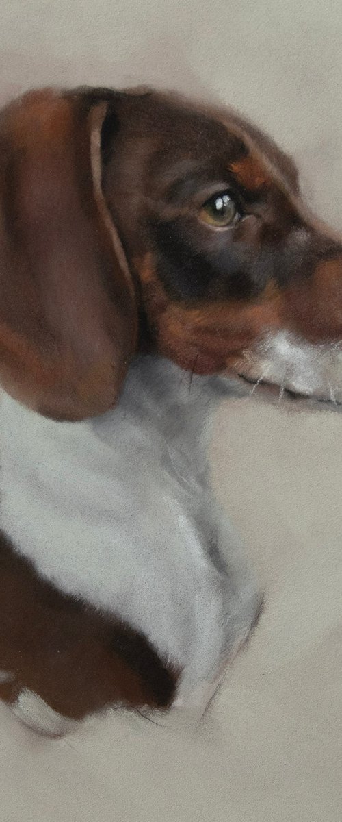 Dachshund Portrait by Matt Foy