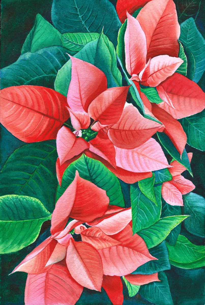 Poinsettia Flowers by Svetlana Lileeva