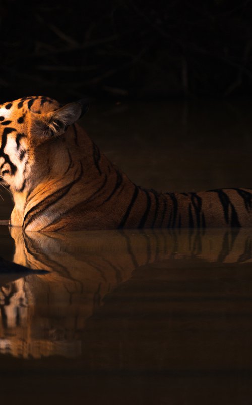 Tiger, tiger, burning bright… by Nick Dale