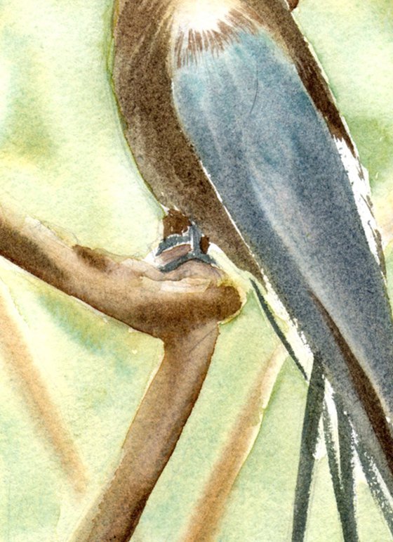 Whiskered treeswift Bird