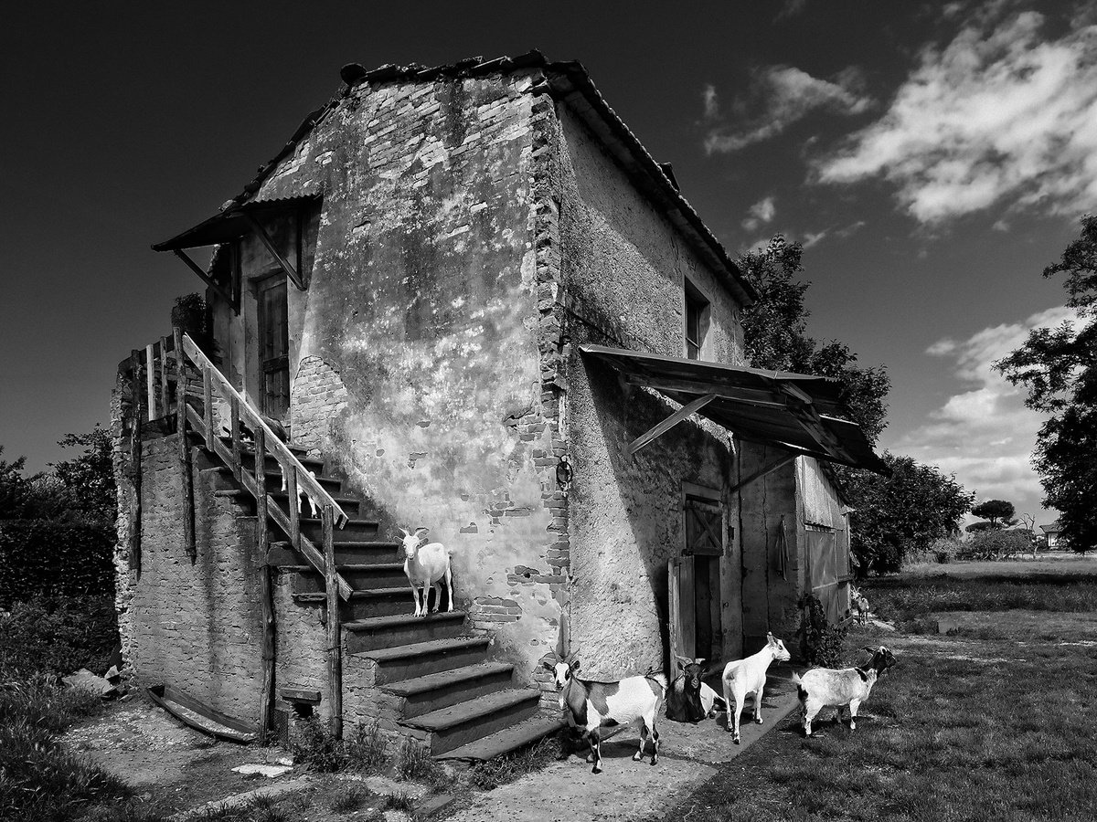 Photorealistic Animal Photograph By Peter Zelei, 25 X 20", Goat House - Art Photo, Original Artwork