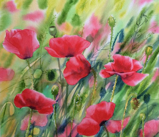 Poppies