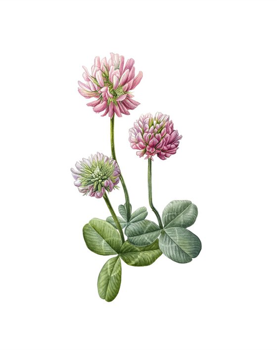 A four-leaf clover Painting