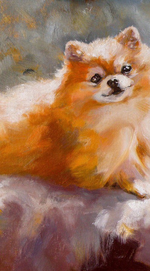 Portrait of a pomeranian by Yuriy Matrosov