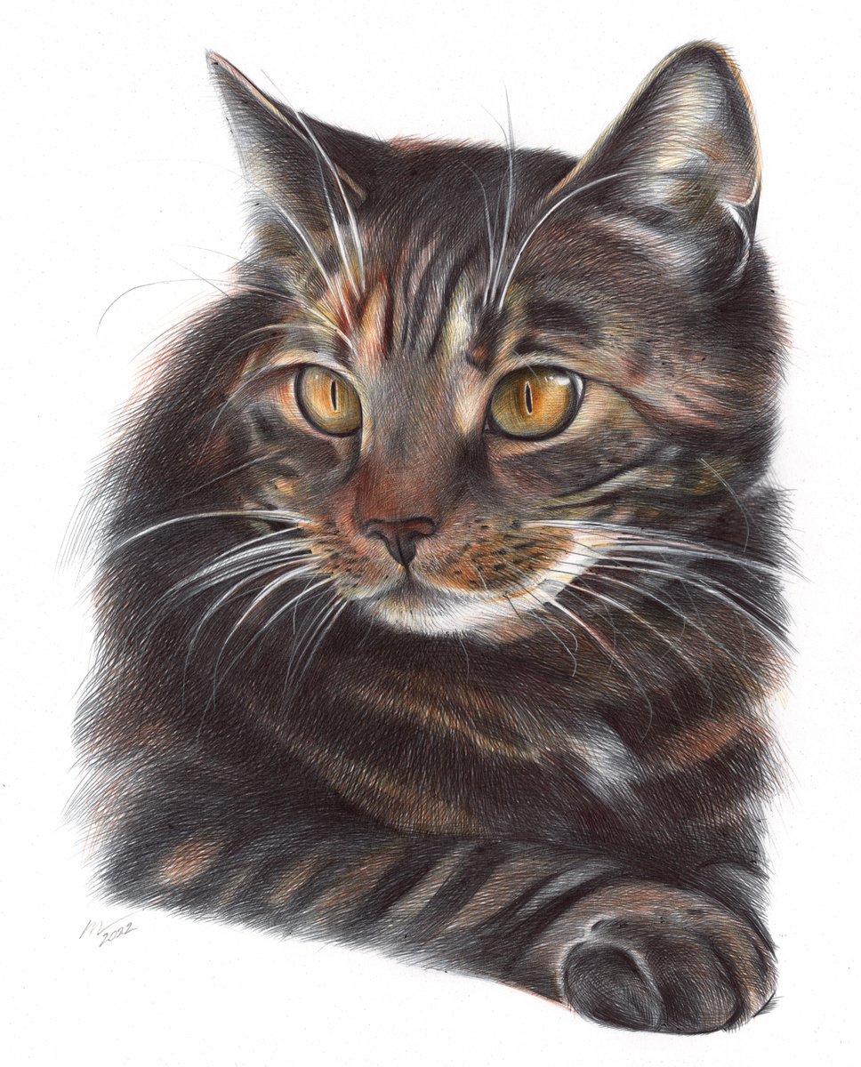 Photorealistic Animal Drawing By Daria Maier, 9 X 11, Cat, Original Artwork