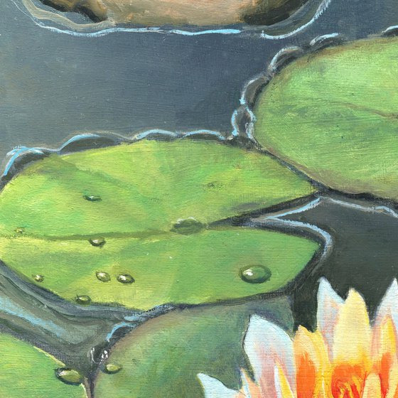 Pink lily pads in a pond