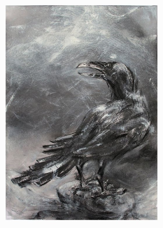 Raven, Longsleddale, Cumbria