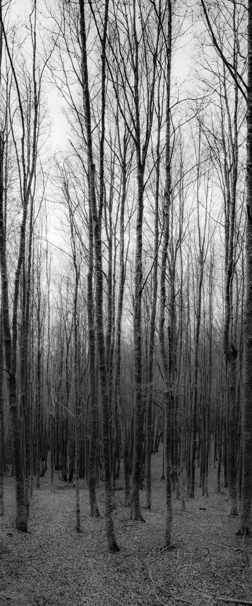 The wood #2 by Giuseppe Simone Aielli