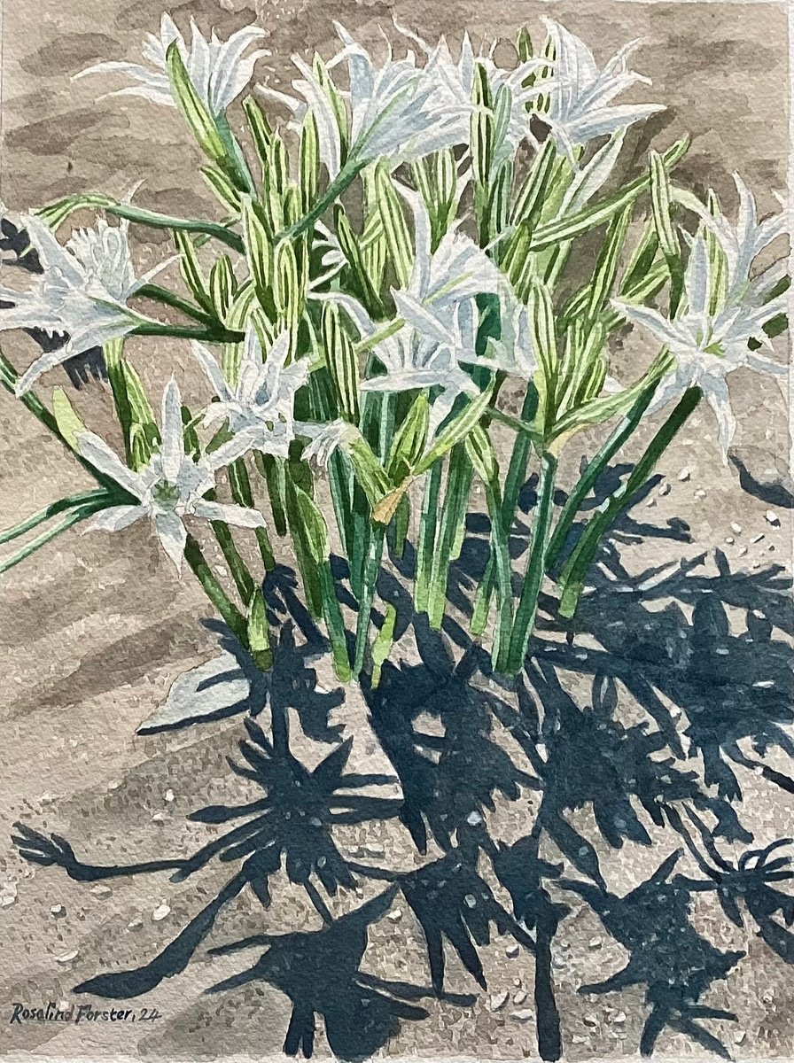 Sea Daffodils by Rosalind Forster