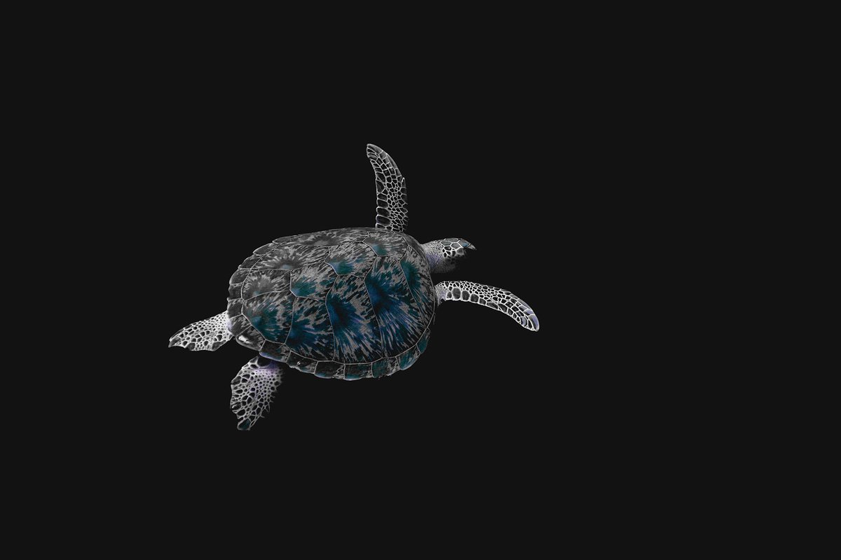 Sea Turtles by 27MM