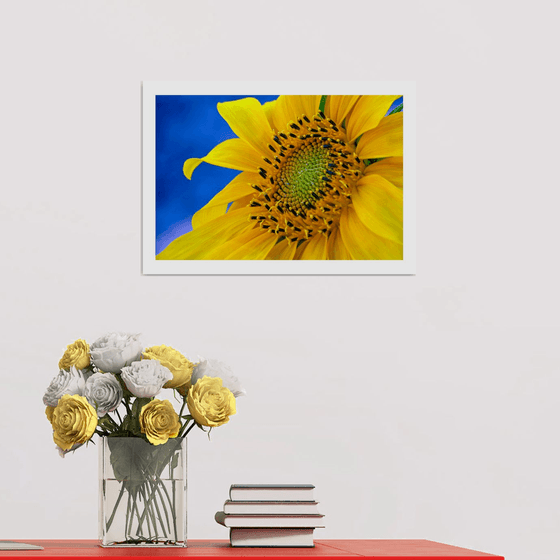 Sunflower. Limited Edition 1/50 15x10 inch Photographic Print