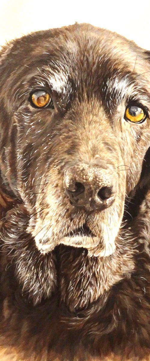 Dignified Labrador by Julian Wheat